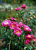 Climbing rose 'Cologne on the Rhine'