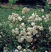 Ground cover rose