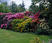 Hecke aus Rhododendron