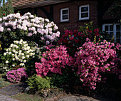 Azalea 'Carol Grant', Rhododendron 'Nova Zembla'