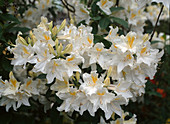 Azalea-Hybr. 'White Swan'