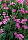 Lychnis flos-jovis (Jupiterblume)