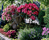 Rhododendron Yakushimanum 'Morgenrot' Azalea 'Corneille'