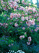 Azalea-Hybrs. 'Cecil', Aquilegia, Myosotis