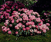 Rhododendron 'Bad Zwischenahn'