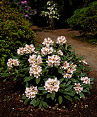 Rhododendron hybrid