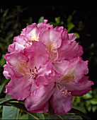 Rhododendron 'Graf Zeppelin'