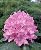 Rhododendron 'Roseum Superbum'