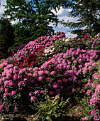 Roseum und Rhododendron Hybride
