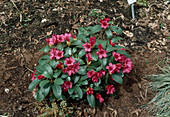 Rhododendron repens