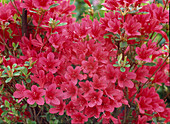 Azalea hybrid