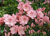 Azalea hybrid