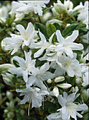 Azalea hybrid