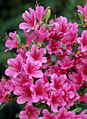 Rhododendron obtusum