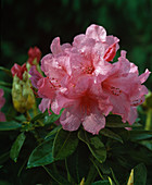 Rhododendron 'Anne Rose'