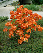 Azalea 'Gibraltar'