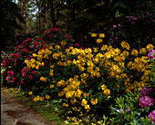 Azalea 'Golden Flair', Rhod. 'caractacus'