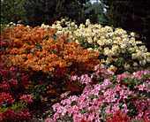 Azalea 'Tunis', A. 'Jolie Madame', A. 'Troupial'