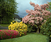 Cornus florida 'Rubra'