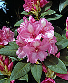 Rhododendron 'Alice'