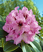 Rhododendron hybrid