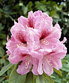 Rhodo. 'Betty Arrington'