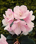 Rhododendron 'Bow Bells'