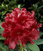 Rhododendron 'Captain Jack'