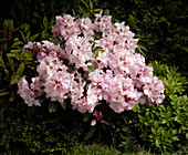 Rhododendron 'Caroline'
