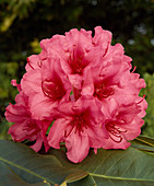 Rhododendron 'Carry Ann'