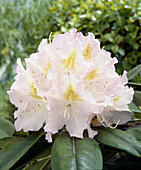 Rhododendron 'Album'