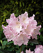 Rhododendron 'Centennial'