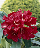 Rhododendron 'David'