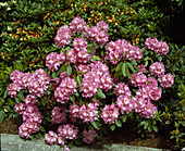 Rhododendron hybrid