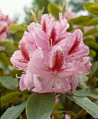 Rhododendron hybrid