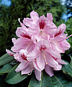Rhododendron 'Furnival's Daughter'