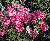 Rhododendron 'Hallelujah'
