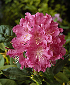 Rhodo. 'holden'