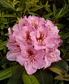 Rhododendron 'Hurricane'