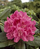 Rhododendron 'Ignatius Sargent'