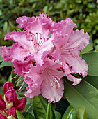 Rhododendron 'Jan Dekens'