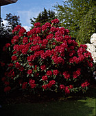 Rhododendron-Hybride