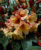 Rhododendron 'Jingle Bells'