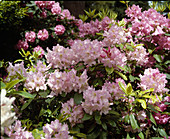 Rhododendron hybrid