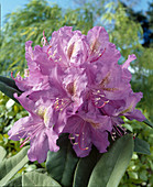 Rhodo 'Lees Dark Purple'