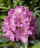 Rhiododendron hybrid 'Lee's Dark Purple'