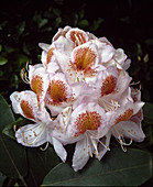 Rhododendron hybrid