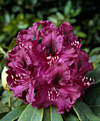 Rhododendron 'Purple Splendor'