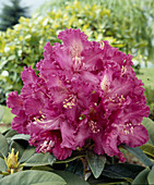 Rhododendron 'Purple Lace'