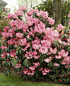 Rhododendron hybrid